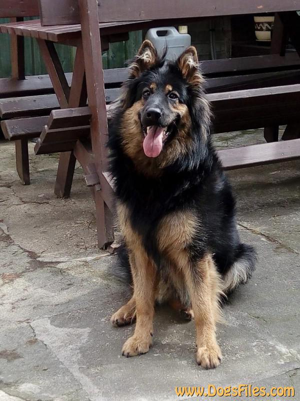 Dog Photo