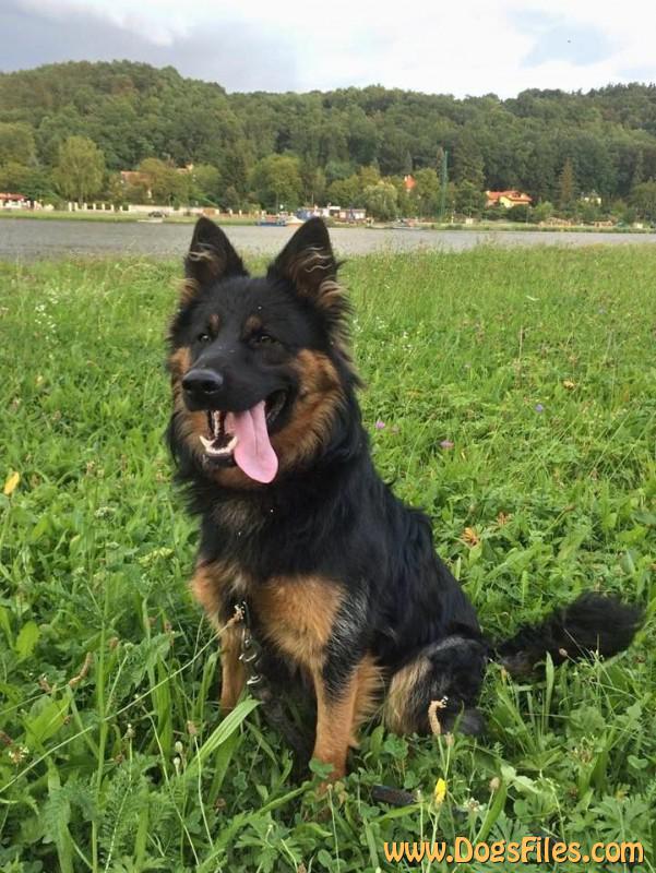 Dog Photo