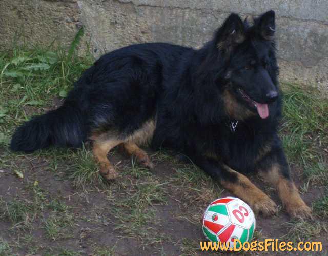 Dog Photo