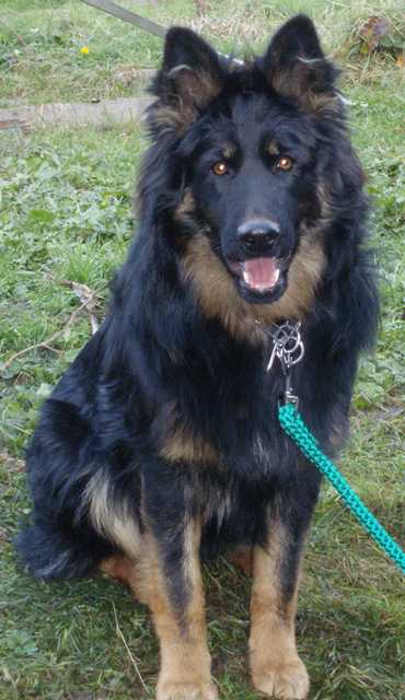Dog Photo