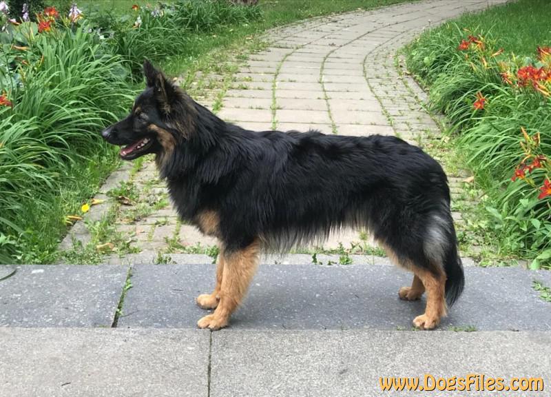 Dog Photo