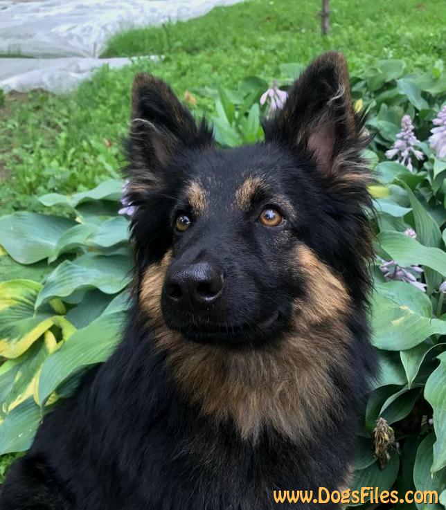 Dog Photo