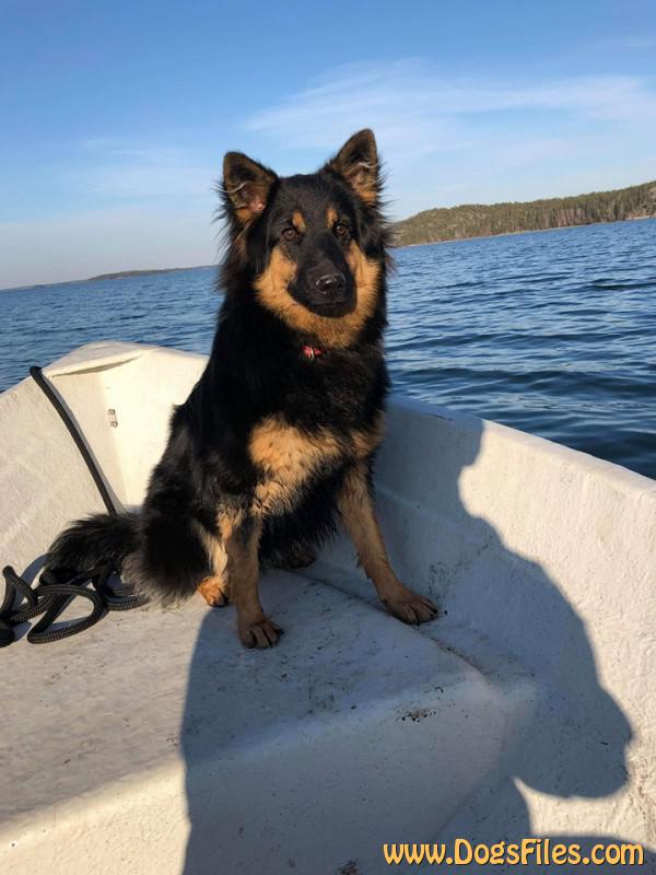 Dog Photo