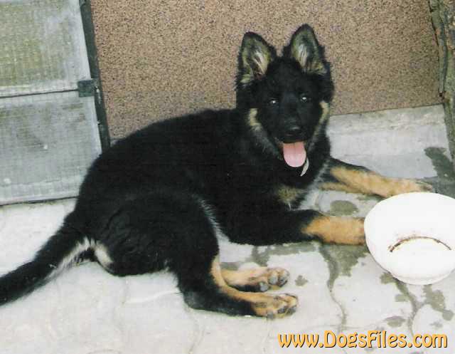 Dog Photo