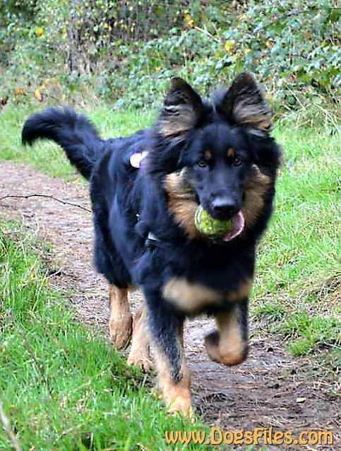 Dog Photo