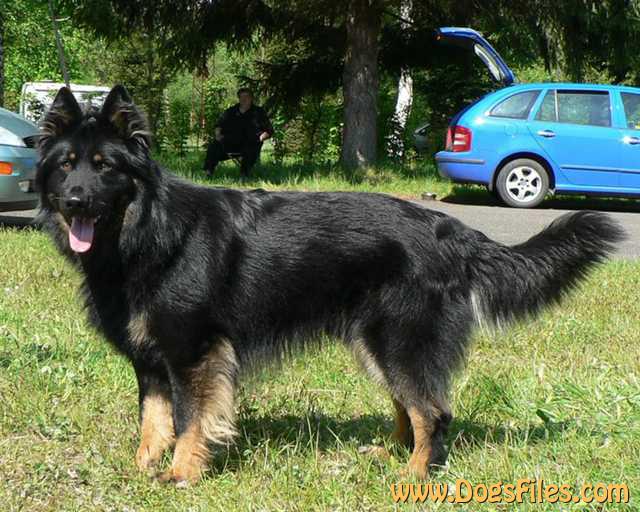 Dog Photo