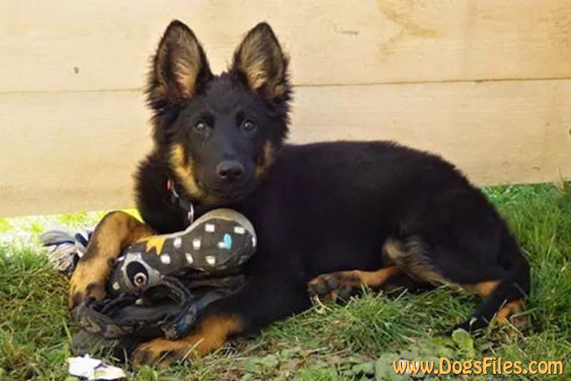 Dog Photo