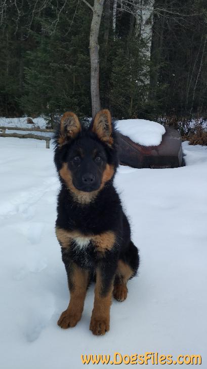 Dog Photo