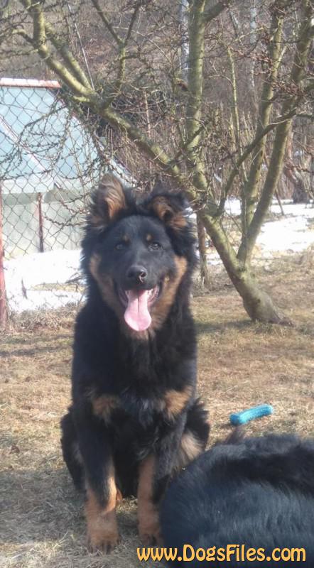 Dog Photo