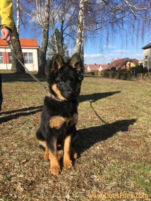 Dog Photo