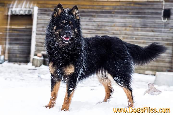 Dog Photo