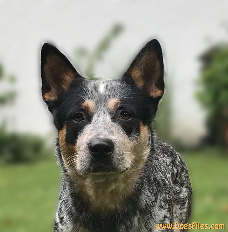 Dog Photo