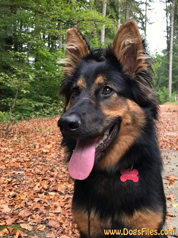 Dog Photo