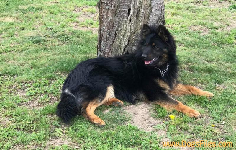 Dog Photo