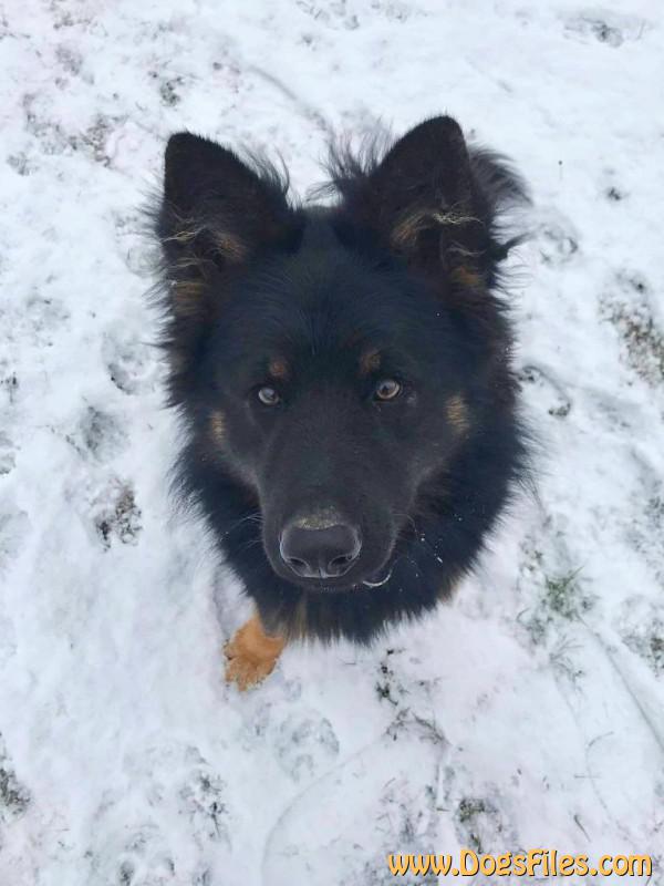 Dog Photo