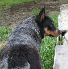 Dog Photo