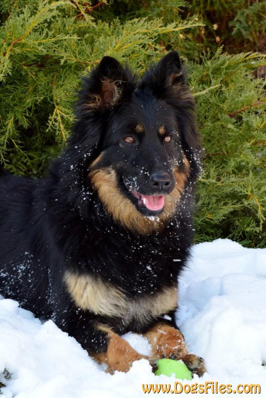 Dog Photo
