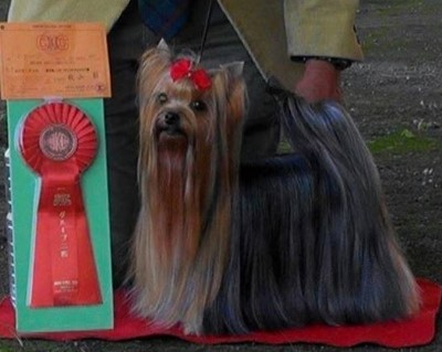 Dog Photo