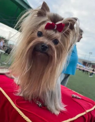 Dog Photo