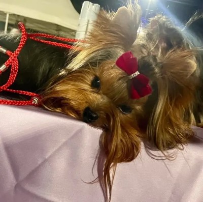 Dog Photo