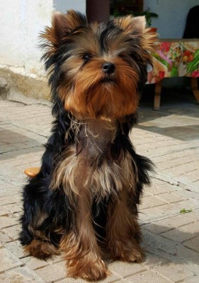 Dog Photo