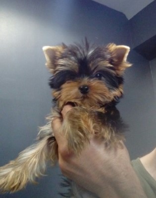 Dog Photo