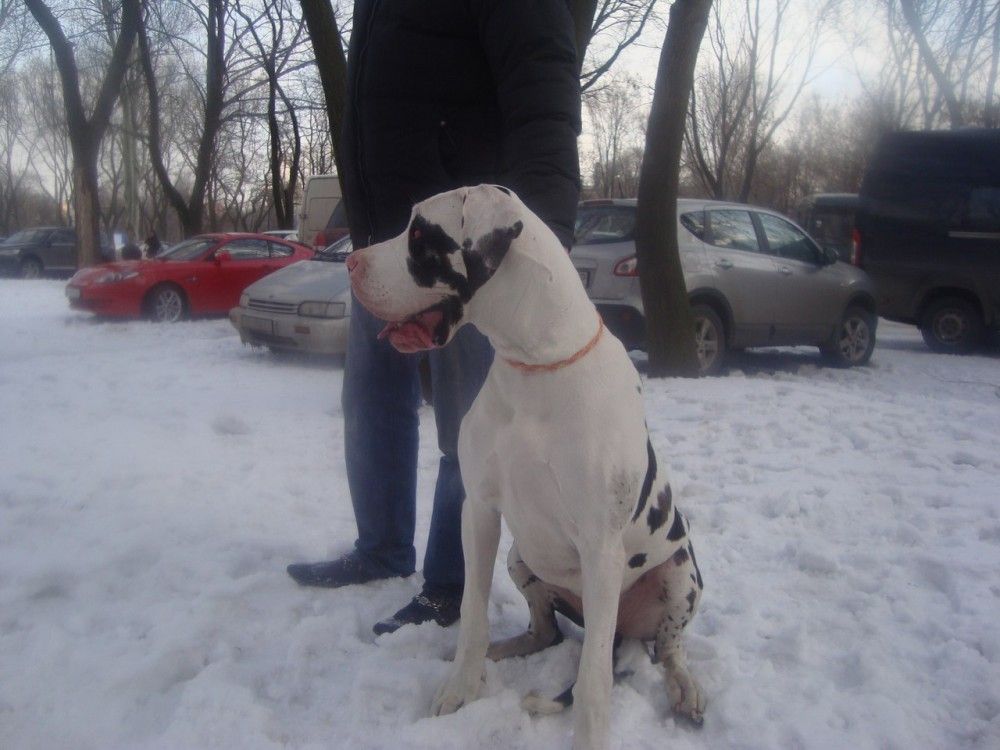 Dog Photo