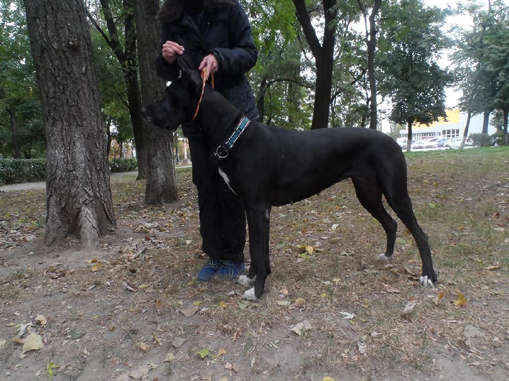 DESPERADO INNER LIGHT