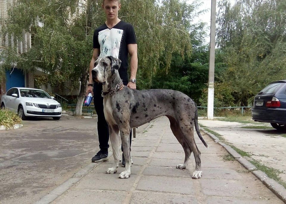 Dog Photo