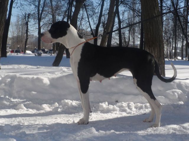 Dog Photo
