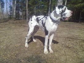 Dog Photo