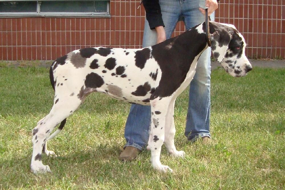 CELESTIAL PROPHESY INNER LIGHT