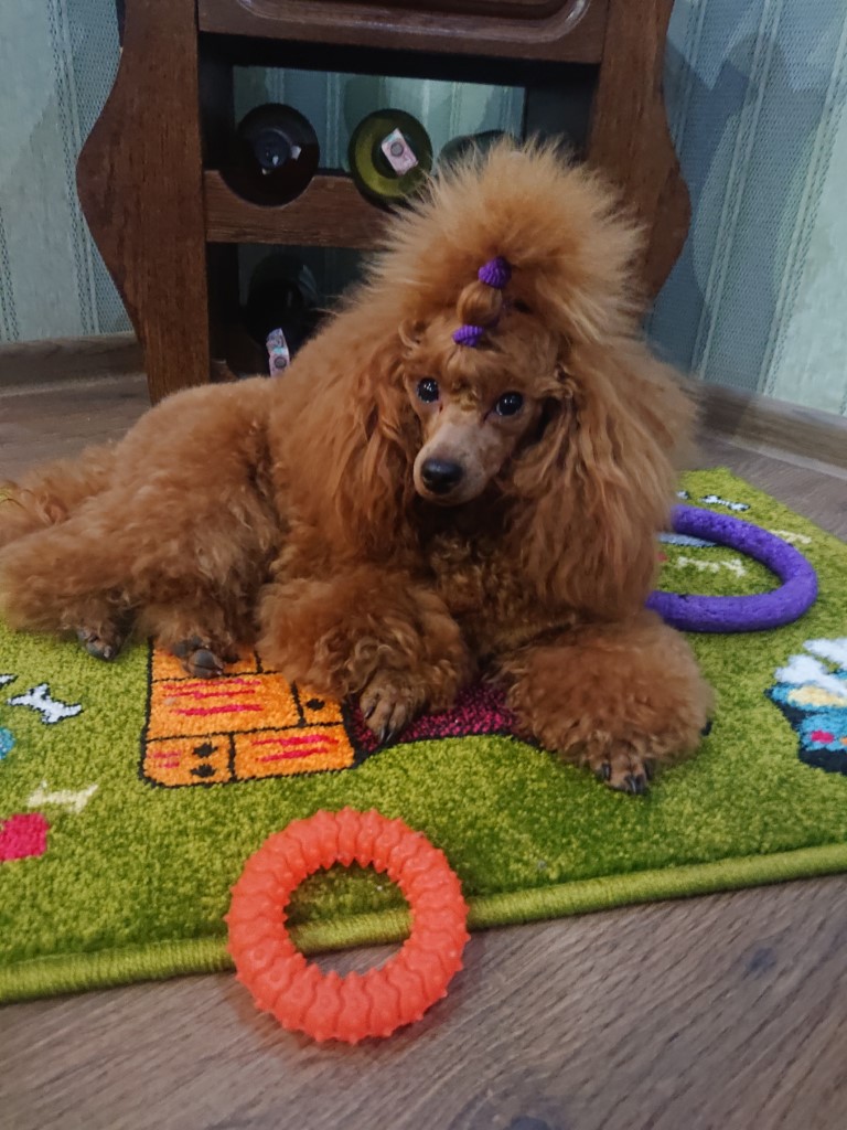Dog Photo