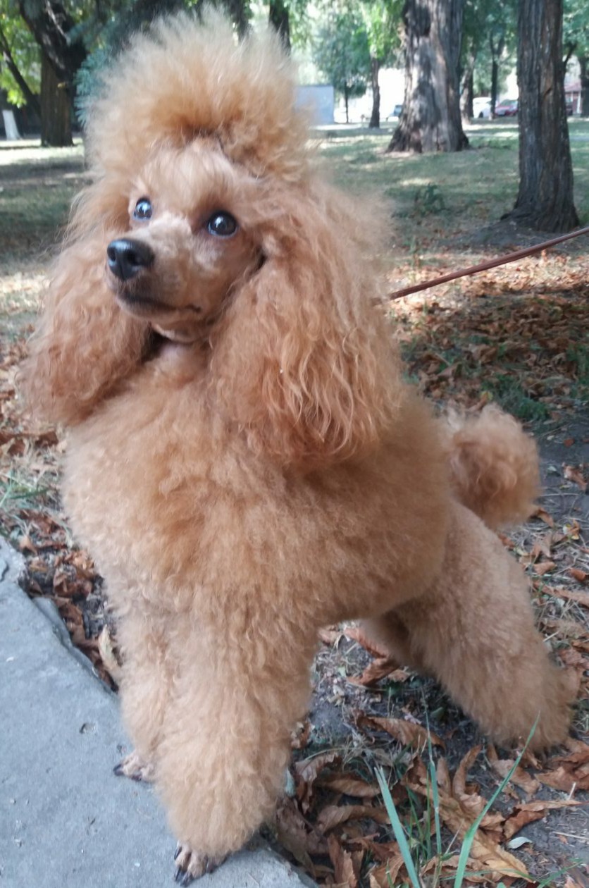Dog Photo