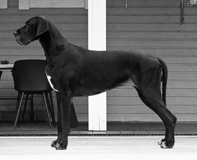 Dog Photo