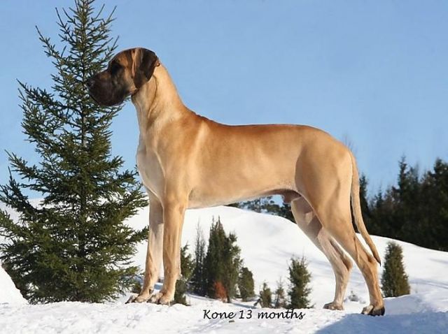 Dog Photo
