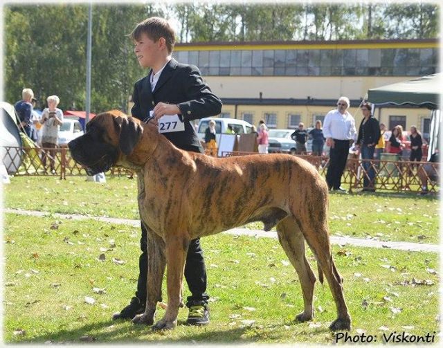 Dog Photo