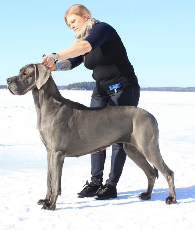 Dog Photo
