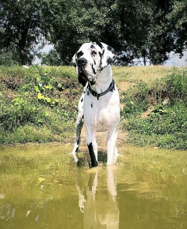 Dog Photo