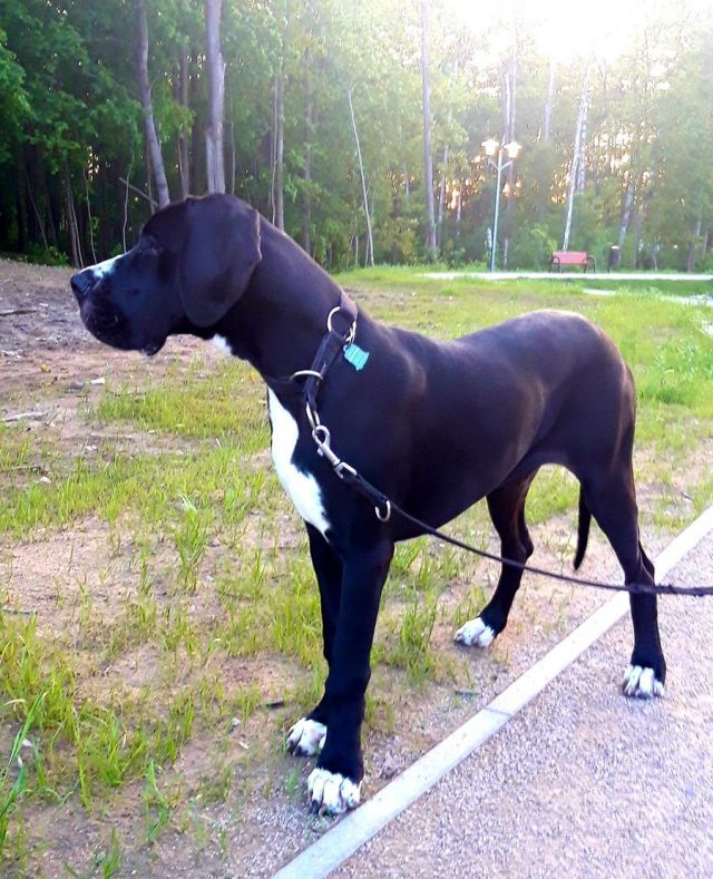 Dog Photo