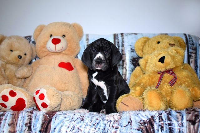 Dog Photo