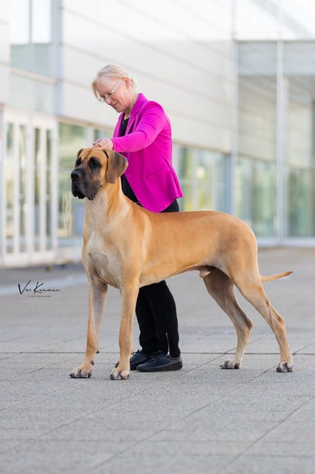 Dog Photo