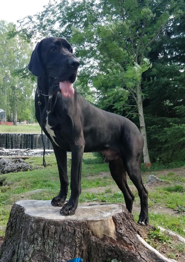 Dog Photo