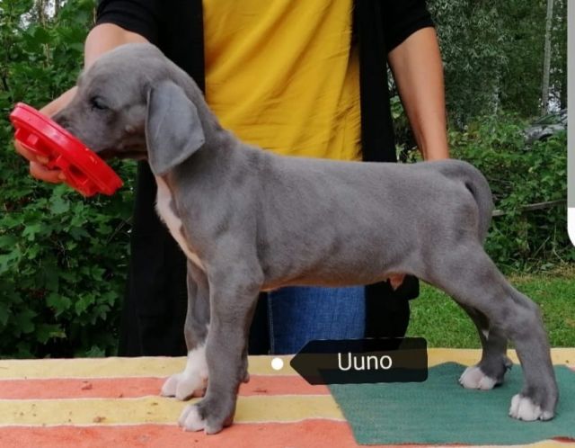 Dog Photo