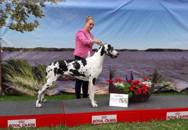 Dog Photo