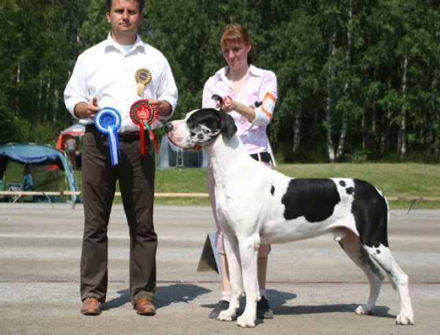 Dog Photo