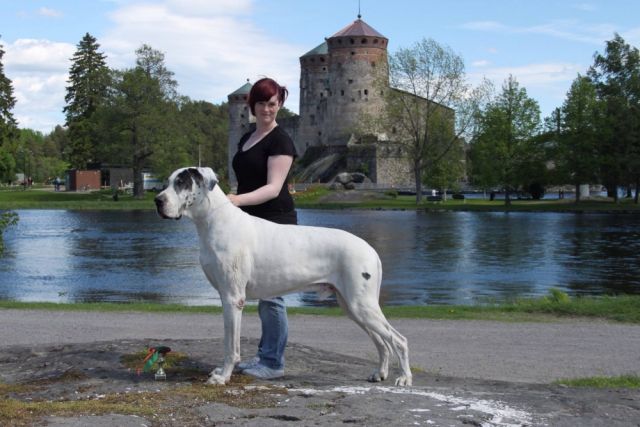Dog Photo