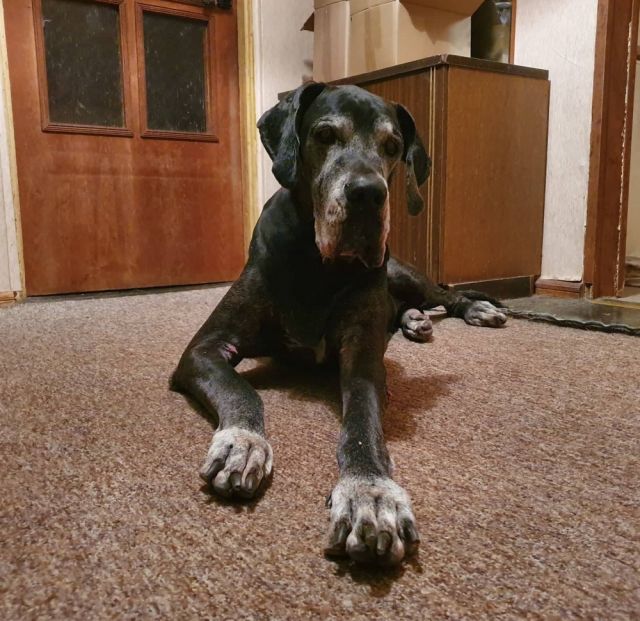 Dog Photo