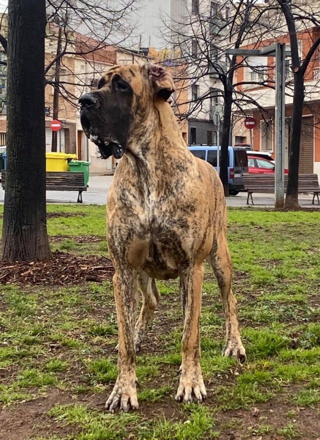 Dog Photo