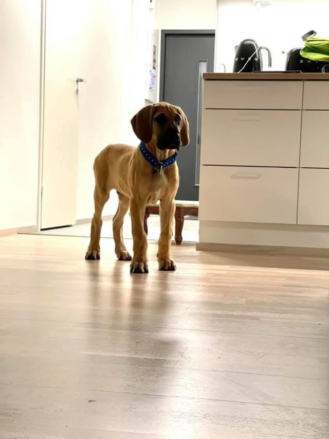 Dog Photo